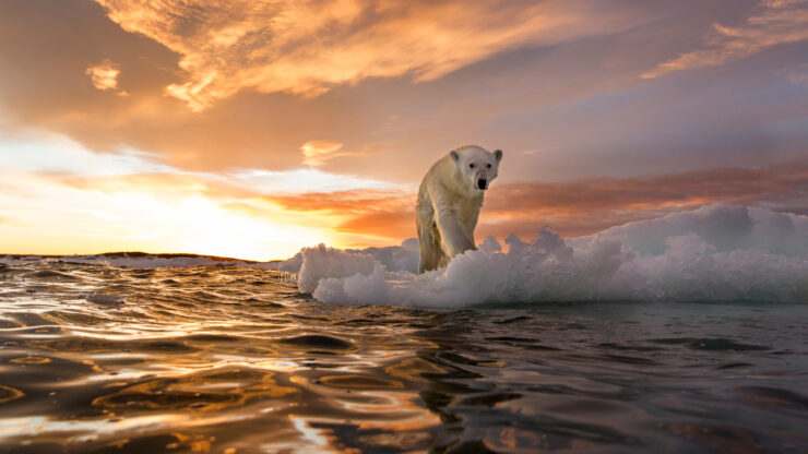 Polar Bear, Repulse Bay, Nunavut, Canada