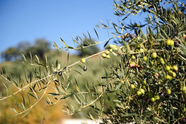 Production Process of extra virgin olive oil